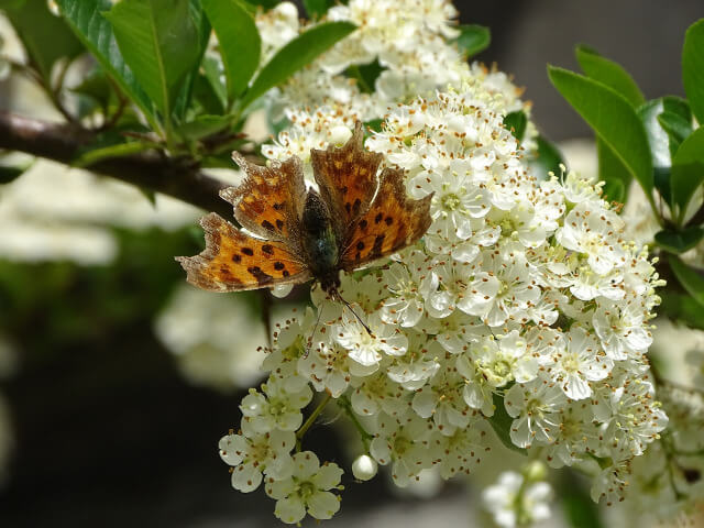 Flower and butterfly