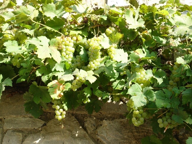 Une vigne couvre le mur de Béthanie