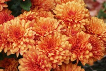 Lees meer over het artikel Hélène takes First Vows